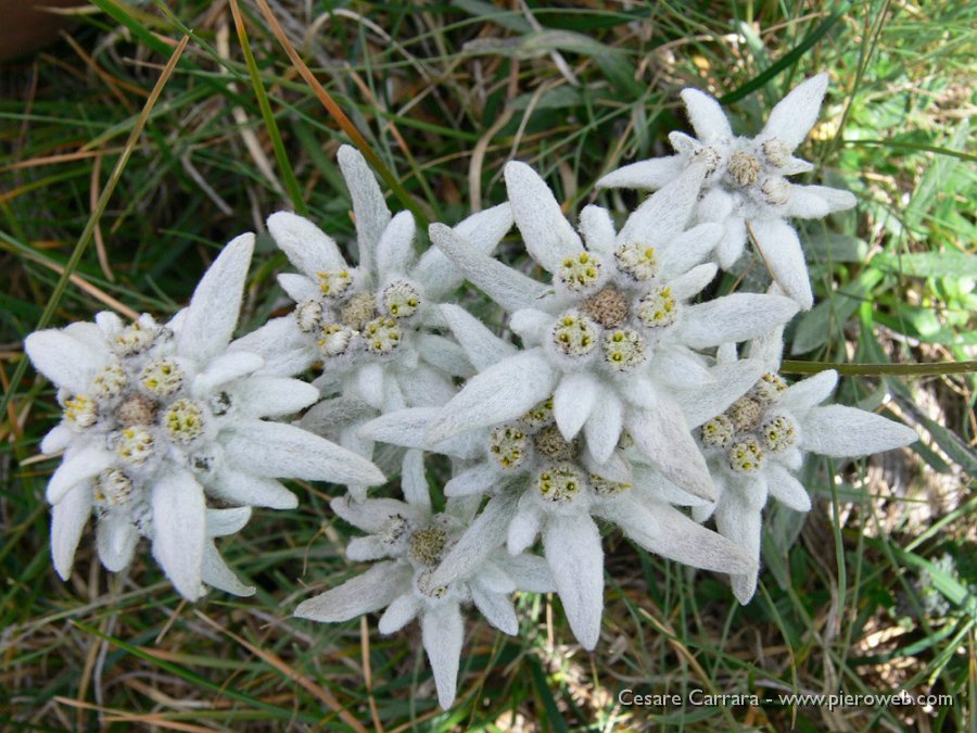 38-splendido bouchet del monte Menna.jpg